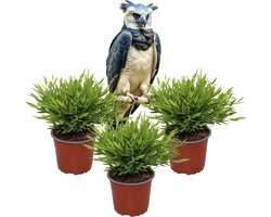 Bamusa Pogonatherum Monica – Kamerbamboe – Set van 3 Kamerplanten – Diervriendelijk – Makkelijk te Verzorgen – 30–35 cm – Pot 12 cm