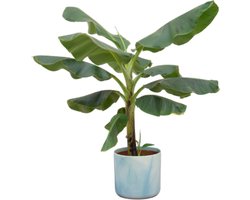 Bananenplant (Musa) met elho Ocean Round atlantisch blauw sierpot - Exotische Kamerplant - 100 cm Hoog - Ø23cm