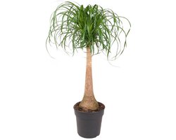 Beaucarnea recurvata (op stam) - Hoogte 120cm - Pot 27cm