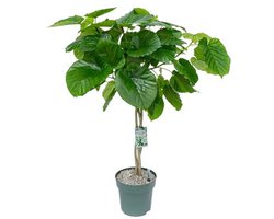 Beautanic lifestyle - Kamerplant Ficus Umbellata Twisted Stem Potma...
