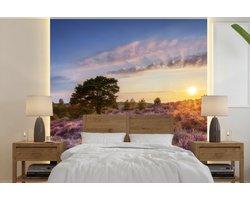 Behang - Fotobehang Bloeiende heide tijdens zonsondergang in Nederland - Breedte 300 cm x hoogte 300 cm