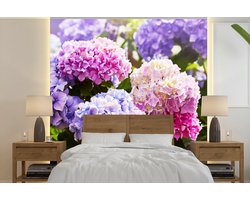 Behang - Fotobehang Bloemen - Hortensia - Roze - Bladeren - Zon - Breedte 350 cm x hoogte 350 cm