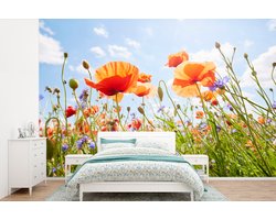 Behang - Fotobehang Bloemen - Klaproos - Lente - Natuur - Rood - Blauw - Breedte 450 cm x hoogte 300 cm