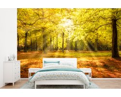 Behang - Fotobehang Boom - Natuur - Zon - Landschap - Bos - Breedte 600 cm x hoogte 400 cm