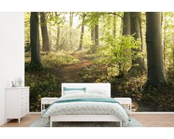 Behang - Fotobehang Bos - Bomen - Pad - Zon - Planten - Bladeren - Natuur - Breedte 600 cm x hoogte 400 cm