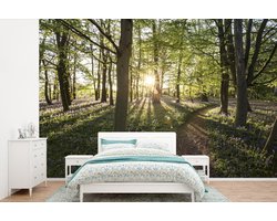 Behang - Fotobehang Bos - Boom - Zon - Breedte 600 cm x hoogte 400 cm