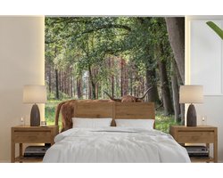 Behang - Fotobehang Bos - Schotse hooglander - Licht - Breedte 240 cm x hoogte 240 cm