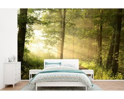 Behang - Fotobehang Bos - Zon - Bomen - Breedte 600 cm x hoogte 400 cm