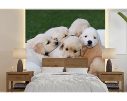 Behang - Fotobehang Dieren - Puppy's - Honden - Breedte 220 cm x hoogte 220 cm