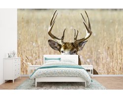 Behang - Fotobehang Hert - Gras - Herfst - Dieren - Natuur - Gewei - Breedte 295 cm x hoogte 220 cm