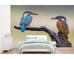 Behang - Fotobehang IJsvogels - Blauw - Oranje - Breedte 360 cm x hoogte 240 cm