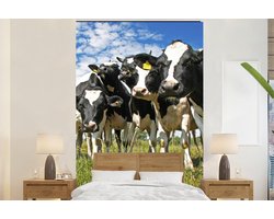 Behang - Fotobehang Koeien - Gras - Weiland - Dieren - Breedte 155 cm x hoogte 240 cm