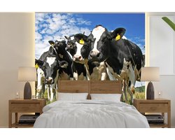 Behang - Fotobehang Koeien - Gras - Weiland - Dieren - Breedte 220 cm x hoogte 220 cm