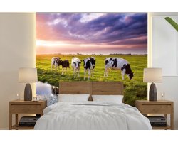 Behang - Fotobehang Koeien tijdens een zonsondergang - Breedte 220 cm x hoogte 220 cm