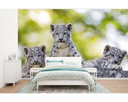 Behang - Fotobehang Luipaard - Welpen - Stenen - Breedte 400 cm x hoogte 300 cm