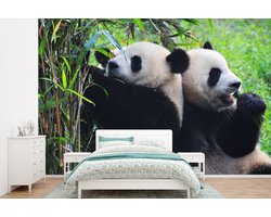 Behang - Fotobehang Panda - Bamboe - Natuur - Breedte 330 cm x hoogte 220 cm