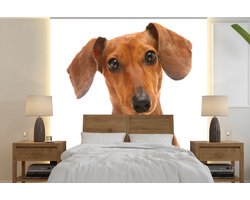 Behang - Fotobehang Portret van een goudbruine Teckel - Breedte 240 cm x hoogte 240 cm