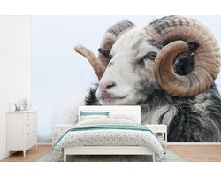 Behang - Fotobehang Schaap - Hoorn - Dieren - Breedte 360 cm x hoogte 240 cm