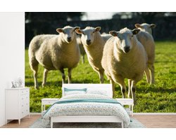 Behang - Fotobehang Schapen - Dieren - Wol - Breedte 330 cm x hoogte 220 cm