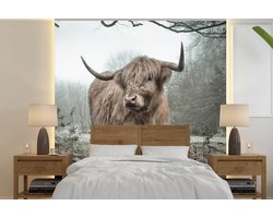 Behang - Fotobehang Schotse Hooglander - Bos - Mist - Koe - Dieren - Natuur - Breedte 350 cm x hoogte 350 cm