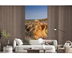 Behang - Fotobehang Schotse Hooglander - Heide - Gras - Dieren - Breedte 120 cm x hoogte 240 cm