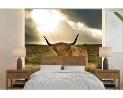 Behang - Fotobehang Schotse Hooglander - Zon - Dieren - Breedte 240 cm x hoogte 240 cm