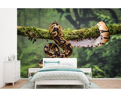 Behang - Fotobehang Slang - Tak - Regenwoud - Breedte 330 cm x hoogte 220 cm