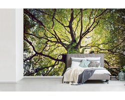 Behang - Fotobehang Takken van een oude boom - Breedte 330 cm x hoogte 220 cm