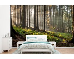 Behang - Fotobehang Zon - Takken - Bomen - Bos - Natuur - Breedte 600 cm x hoogte 400 cm