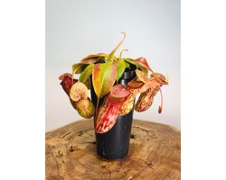 Bekerplant (Nepenthes) 'Gaya' | Grote vleesetende plant |  potmaat ⌀ 12,5cm - hoogte 25cm | Prachtige plant om te zien
