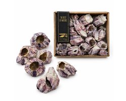 Best of Nature - Natuurlijke Barnacles ±400 gram – Zeepokken – Decoratie, Aquarium & Terrarium – Elk Exemplaar Uniek