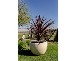 Betonnen bloembak rond Diana L (60x40 cm) Cream | Voor buiten én binnen!