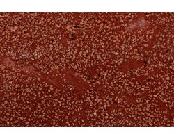 Betonnen bloembak rond Sia XL (100x60 cm) Red | Voor buiten én binnen!