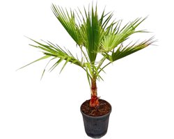 Binnen/Buiten plant Washingtonia - Diverse palm voor in de kamer of in de tuin - 100 cm - Ø21