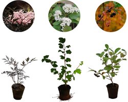 Birds Bee Butterfly | 3 aantrekkelijke planten voor vogels, bijen en vlinders | Vlierbes, Appelbes en Gelderse Roos | Biodiversiteitsplanten