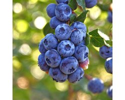 Blauwe Bessen Plant - Highbush Spartan - 2 stuks - Tuinplant - Voor je moestuin - Bessenplant