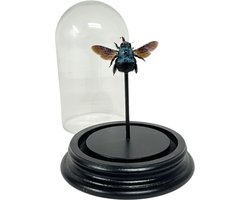 Blauwe Bij in glazen stolpje - Xylocopa Caerulea Bij in stolp