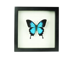 Blauwe vlinder in lijst