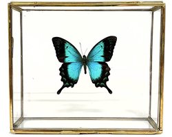 Blauwe vlinder - Papilio Ulysses Ulysses in elegante glazen kistje met gouden rand