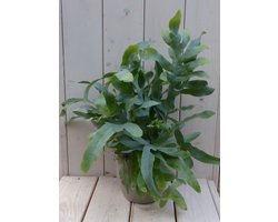 Blauwvaren Phlebodium in taupe pot 30 cm