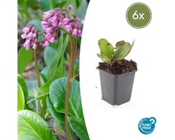 Bloeiende bodemdekker met roze bloemen 6x - Bergenia cordifolia 'Herbstblüte'
