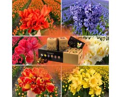 Bloembollenmix Dutch Flower Mix - 75 bloembollen - bolmaat 12+ - luxe cadeau box large, kleurrijke voorjaarsmix, grootbloemig, winterhard - direct van de kweker - Flowerbulbs Amsterdam