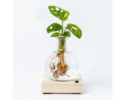 BloomGift | Lichtplantje | Hydroponie | Monstera Adansonii l Incl. houten blokje + LED