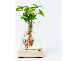 BloomGift | Lichtplantje | Hydroponie | Syngonium Pixie | Incl. houten blokje + LED