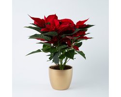 BloomGift | Rode Kerstster | Poinsettia | Incl. Gouden Sierpot | 35cm