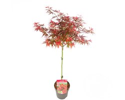 Bloomique - Acer Palmatum Shaina - Japanse Esdoorn op Stam - Tuinplanten - Boom - Winterhard - Hoogte 80-90 cm - Pot 19 cm