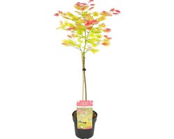 Bloomique - Acer Shirasawanum Moonrise - Japanse Esdoorn op Stam - Tuinplanten - Boom -Winterhard- Hoogte 80-100 cm - Pot 19 cm