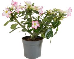 Bloomique - Adenium Obesum - Woestijnroos - Bloeiend - Kamerplanten - Zeer Gemakkelijk in onderhoud - Pot 13cm - 25-35cm Hoog