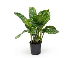 Bloomique - Aglaonema Stripes - Chinese Evergreen - Kamerplanten - Luchtzuiverend - Gemakkelijk te verzorgen - 50-70 cm hoog - Pot 17 cm
