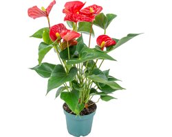 Bloomique - Anthurium Plant - Flamingoplant - Rood - Kamerplanten - Luchtzuiverend - 30-40 cm Hoog - Pot 12 cm